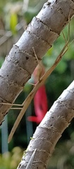 Libethra
