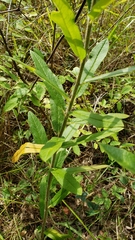 Asclepias tuberosa
