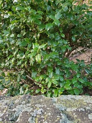 Ilex aquifolium