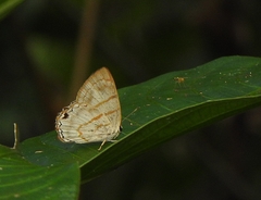 Euselasia labdacus