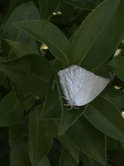 Curetis acuta paracuta