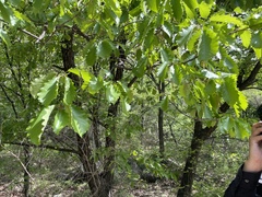 Quercus aliena
