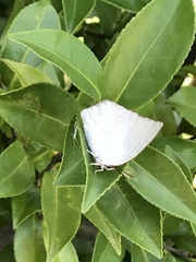 Curetis acuta paracuta