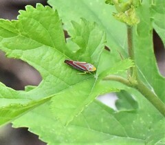Graphocephala coccinea