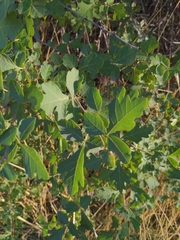 Rhus