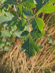 Rhus