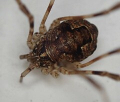 Leptobunus parvulus