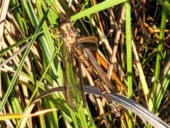 Ascaloptynx appendiculata
