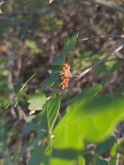 Rhus