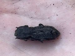 Phloeodes diabolicus