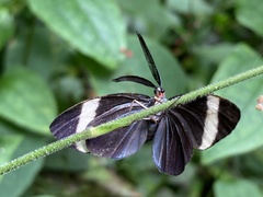 Pidorus atratus