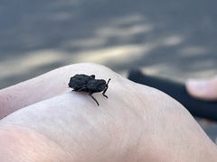 Phloeodes diabolicus