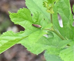 Graphocephala coccinea