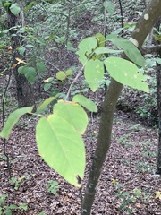 Amelanchier arborea
