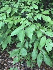 Ximenia americana