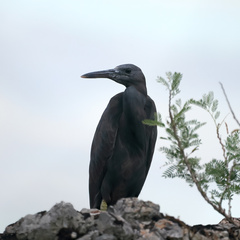 Egretta sacra