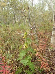 Cirsium kamtschaticum
