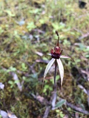 Caladenia