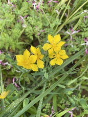 Sisyrinchium graminifolium
