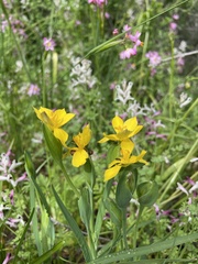 Sisyrinchium graminifolium