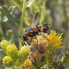 Euodynerus hidalgo