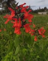 Salvia fulgens