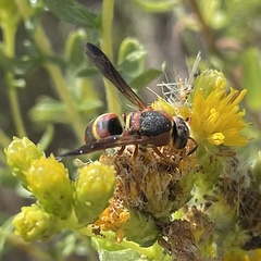Euodynerus hidalgo