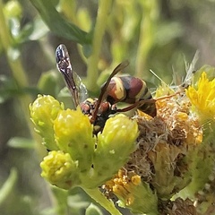 Euodynerus hidalgo