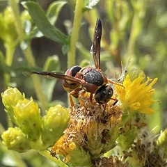 Euodynerus hidalgo
