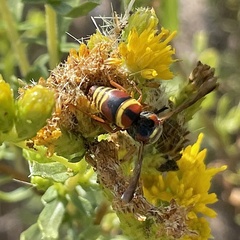 Euodynerus hidalgo