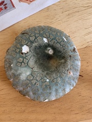 Russula parvovirescens