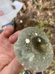 Russula parvovirescens