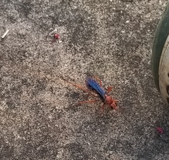 Tachypompilus ferrugineus