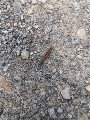 Pseudopolydesmus canadensis