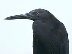 Egretta sacra