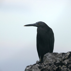 Egretta sacra