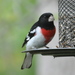Rose-breasted Grosbeak - Photo (c) Dave Govoni, some rights reserved (CC BY-NC-SA), uploaded by David Govoni