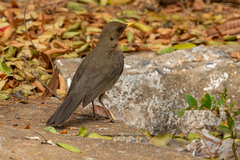 Turdus amaurochalinus