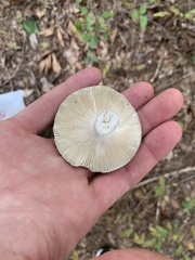 Russula parvovirescens