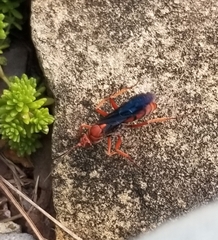 Tachypompilus ferrugineus