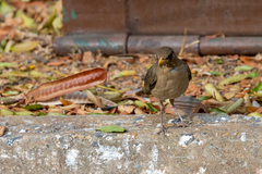 Turdus amaurochalinus