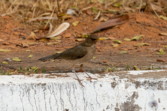 Turdus amaurochalinus