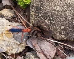 Tachypompilus ferrugineus