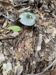 Russula parvovirescens