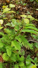 Chamaecrista nictitans