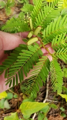 Chamaecrista nictitans