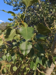 Populus fremontii