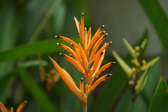 Heliconia psittacorum