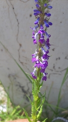 Lobelia fenestralis