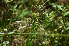Habenaria repens